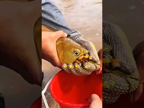 Why does this fish keep its baby in its mouth? #shorts