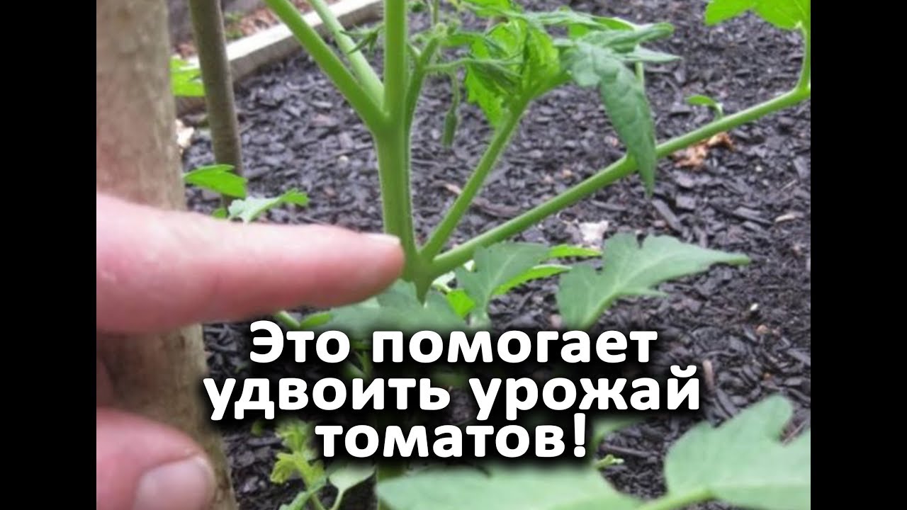 Формируйте томаты так и урожая будет вдвое больше!