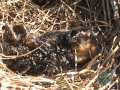 Impact of Climate Change on Arctic Wildlife
