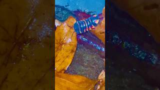More Babies 🥺🧡🐝 #bugs #insects #nature #viral #wildlife #funny #bug #isopods