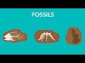 Fossils and Their Importance