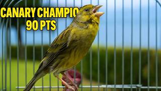 Powerful Canary 's song for training ONE HOUR - The Spanish Timbrado Everyone Loved
