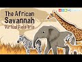 Savannah Ecosystem and Adaptations