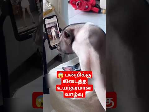🤗 பன்னிக்குட்டிக்கு கிடைத்த உயர்தரமான வாழ்வு 😱 #shorts #short #facts #trending