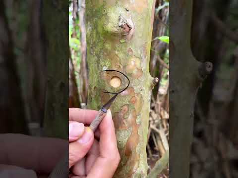 Họ ghép nhánh cây nhỏ