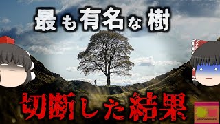 『最も有名な伝説の木を切った男』イギリスで愛された歴史的樹木を酔った勢いで伐採した男  その価値は9000万円とも言われ、実刑判決に…「シカモア・ギャップ事件」【ゆっくり解説】