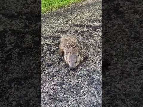 I thought they were beavers