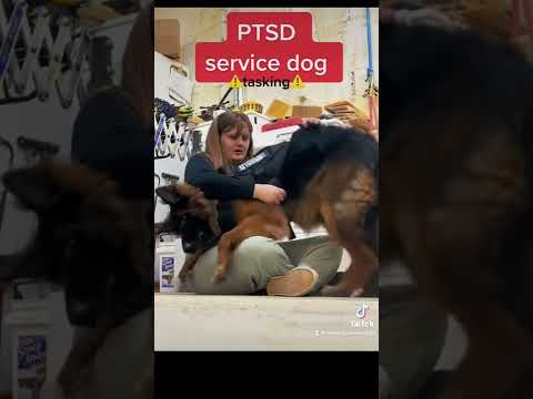 PTSD service dog at work! Don’t do this!!!