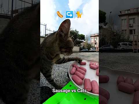 RC Car Sausage Delivery For Cats ๐๐ญ๐โโฌ๐