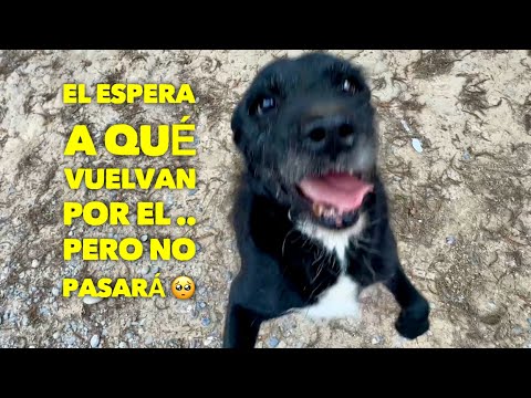 Perrito abandonado espera en el mismo lugar 45 dias a que vuelvan por el. Como  pueden hacer esto?