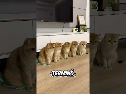 Hizo zapatos con luces para poder ver a sus gatos pero pasó esto... 🙀👀✨