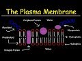 Cell Membrane Structure and Function