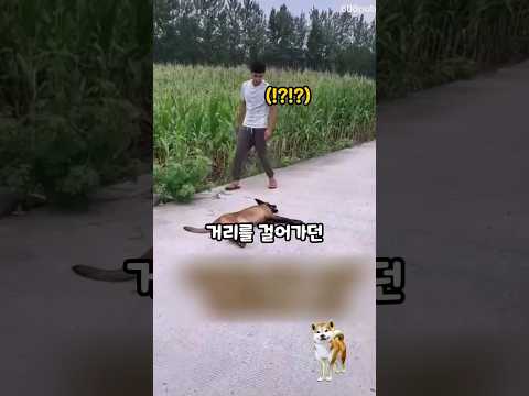 길에서 만난 축 늘어진 개의 충격적인 반응