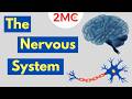 Understanding the Nervous System