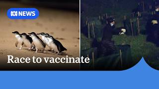 YouTube video thumbnail: Rangers Race to Vaccinate Penguins for H5 Bird Flu on Phillip Island