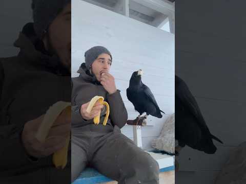 Banana 🍌 #animal #commonraven #birds #ravenbird #воронгоша #raven #animals