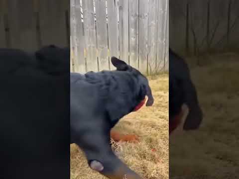 Rottweiler vs. Leopard: INTENSE Battle! ๐ฑโ๏ธ