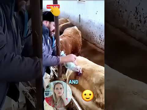 إنقاذ الأبقار من الانتفاخ القاتل! 🤩 @ToddFamilyFarm #ابداع yasostudio #motivation# #innovation