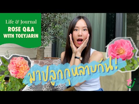 TOEYJARIN EP.6 ROSE Q&A มาปลูกกุหลาบกัน !