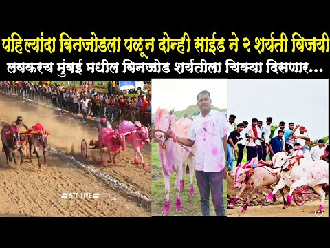 अजित शेठ जगताप कारंडे यांचा चिक्या मोरगाव मैदानात बिनजोड विजयी | मुंबई बिनजोडला पण दिसणार | बैलगाडा