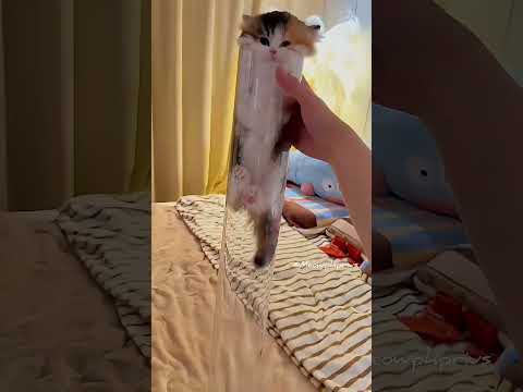 The kitten Leap towards you 😻💕 #cute #kitten #cat #meow