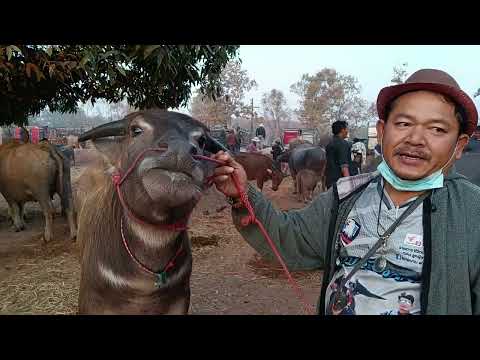 พาชมราคาควายตลาดนัดอศรีบุญเรือง.จ.หนองบัวลำภูเปิดทุกวันอังคา