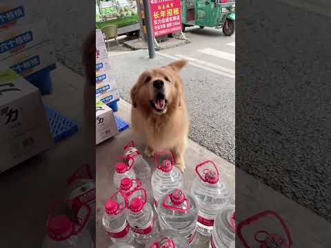 Golden Retriever Trade Fruit for Food #shorts #dogs