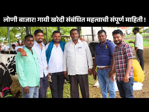 50 हजार पासून गायी? सर्वात मोठा HF गाय बाजार | लोणी महाराष्ट्र | Loni HF Cow Market Today