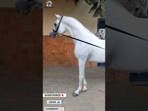 الحصان العربي الجميل سعيد
