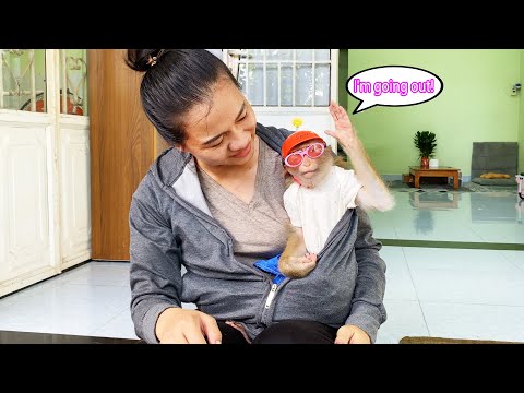 Monkey Lyly hid in her mother's shirt to avoid the sun while riding a motorbike with her mother.