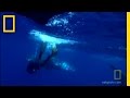 Whale Behavior and Human Interaction