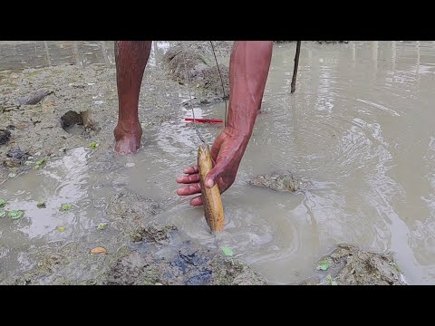 কেচো দিয়ে গ্রামের পুকুরে গর্ত থেকে কুচিয়া ধরার কৌশল। Eel Fish hunting। Village Fishing/Hook fishing