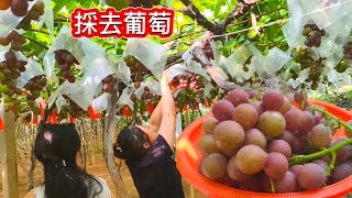 採葡萄的季節到了 和表妹採葡萄一天