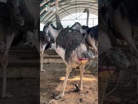 السبب وراء حماية بيض النعام!