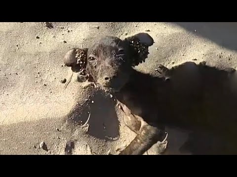 Buried In Hot Beach Sand, Crippled Puppy Tries To Raise Its Head For Help...