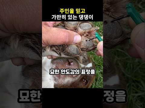 산책 후 반드시 확인해야 하는 이유 #강아지