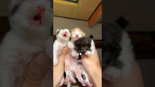 Timelapse kitten to adult cat so cute 😍 #cat #kitten #catlovers #kucinglucu