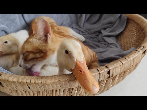 The kitten chased away the rooster and tamed the ducklings to sleep with her! So cute and funny!