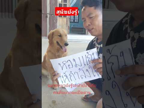 สุนัขยังรู้ถ้าเจอผู้บริหารประเทศจะเปิดด่านเขมรควรทำอย่างไรไปดูกัน