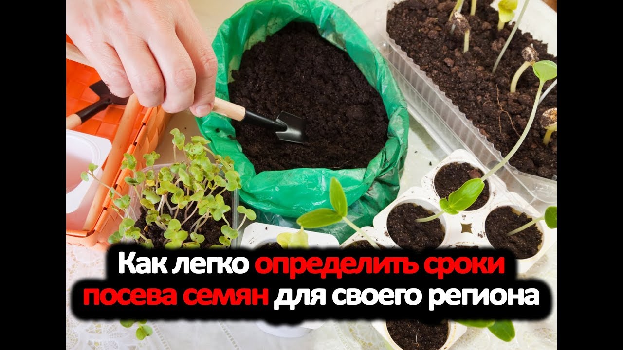 Точные сроки посева перца для разных регионов. Уникальная карта последних заморозков