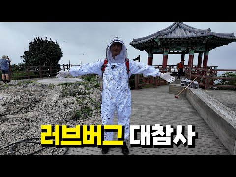 계양산 러브버그!! 박멸하러 갔는데 박멸 당했습니다..