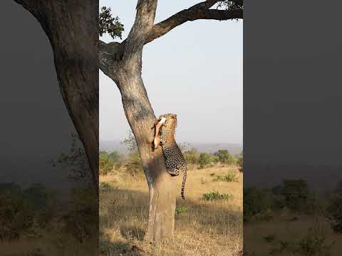 Leopard's Prey Falls Out of Tree!