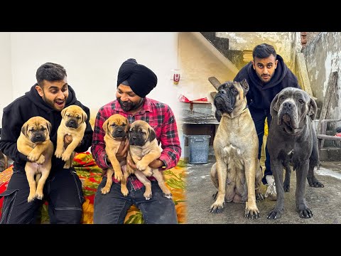 IMPORT Cane Corso & Puppies in Ambala Haryana 😱➡️