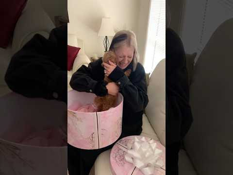 Dogs are the best surprise 🎁❤️ #dog #dogs #funny #suprise #fyp #love #foryou