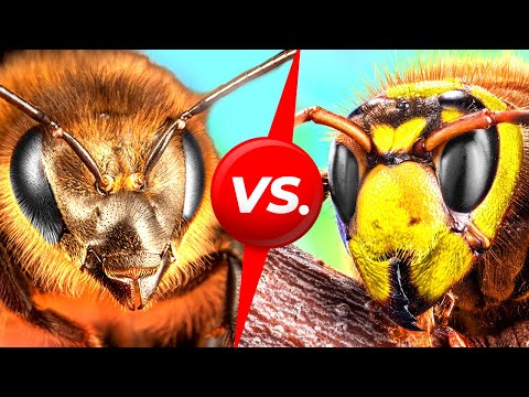 Zumban, se arrastran y revolotean: Sorprendentes descubrimientos sobre insectos