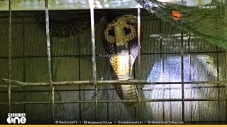 കോഴിക്കൂട്ടിൽ കയറി മൂർഖൻ, പാമ്പിനെ പിടിക്കുന്നതിനിടെ രണ്ട് കോഴികൾക്കും കടിയേറ്റു...