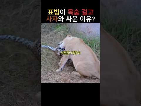 #표범이 목숨 걸고 사자와 싸운 이유?#동물 #animals #표범#사자#wildanimals