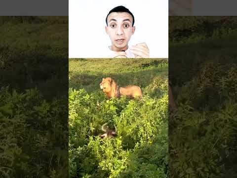 الأسد يبحث عن حيوان النو ولكنه يرتكب خطأ كبير