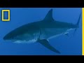 Understanding Shark Attacks and Great White Sharks