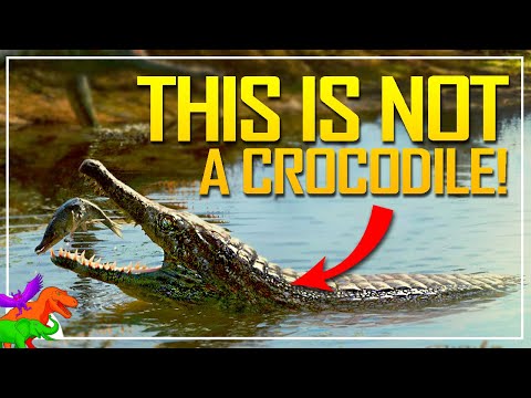 Before There Were Crocs….There Were…Crocs? – Another False Croc Has Hit Brazil